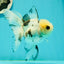 Butterfly Tail High Dorsal Fin Tricolor Oranda Female 5 inches #1018OR_19