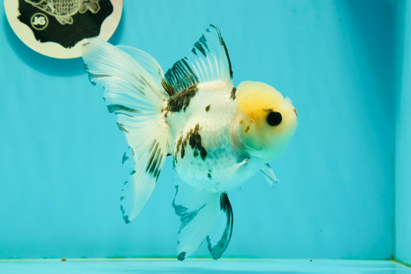 Butterfly Tail High Dorsal Fin Tricolor Oranda Female 5 inches #1018OR_19