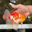 AAA Grade Red White Oranda Male 6 inches #080726OR_13