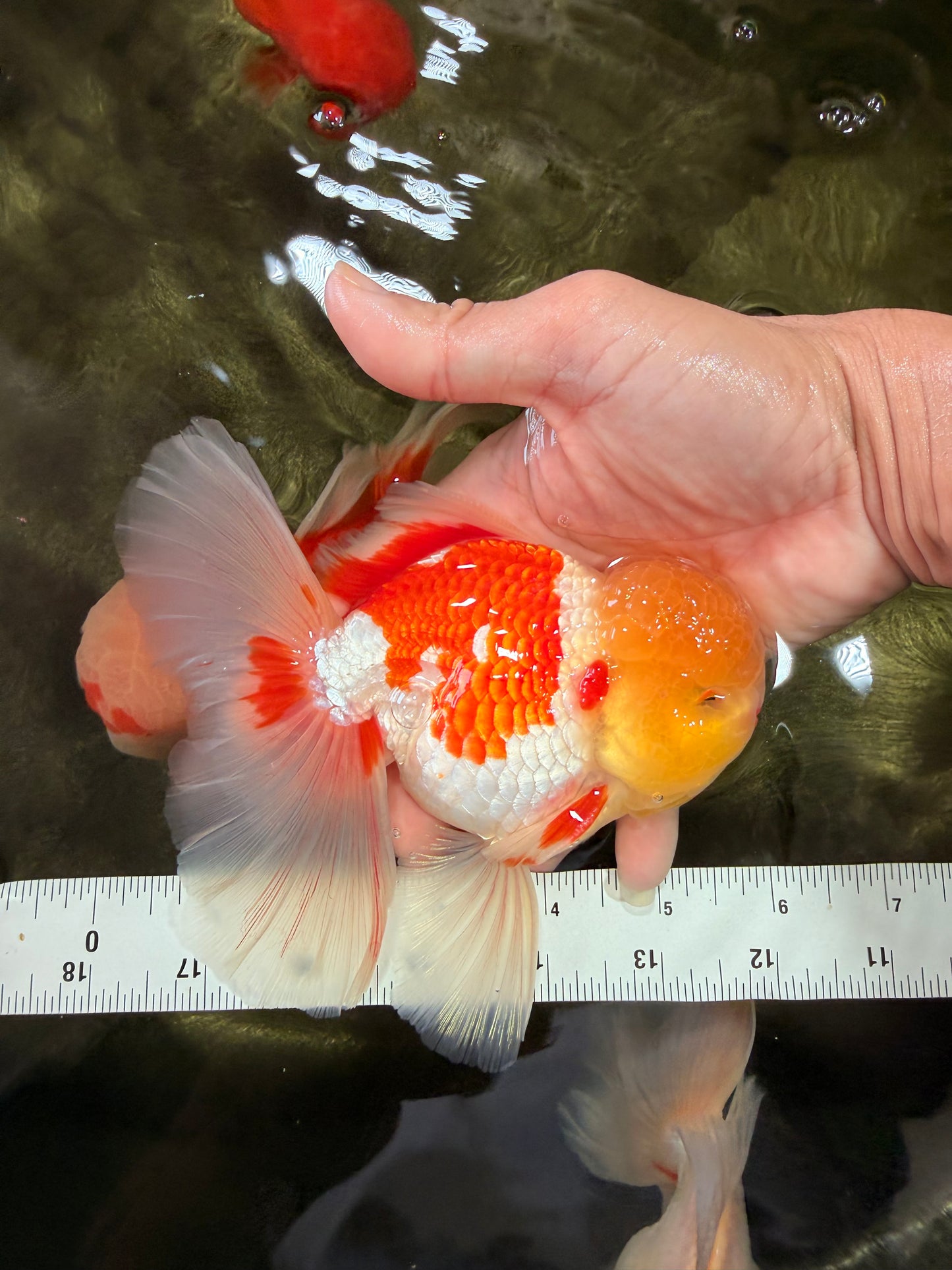 AAA Grade Red White Oranda Male 6 inches #080726OR_13