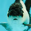 Panda Oranda Female 3.5-4 inches #110124OR_06