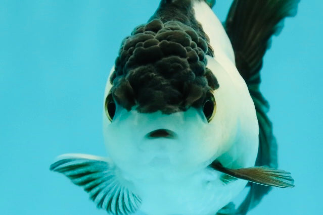 Panda Oranda Female 3.5-4 inches #110124OR_06