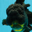 BULLDOG A Grade Godzilla Black Oranda 6.5 inches #022726OR_13