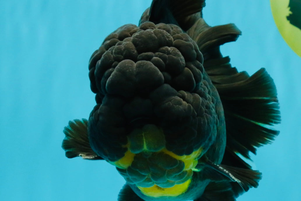 BULLDOG A Grade Godzilla Black Oranda 6.5 inches #022726OR_13
