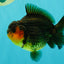 SUPER CUTE AAA Grade Apache Yuanbao Male 4.5-5 inches #101626YB_32