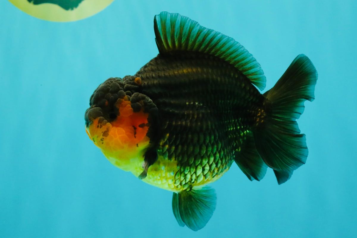 SUPER CUTE AAA Grade Apache Yuanbao Male 4.5-5 inches #101626YB_32