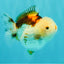 SUPER CUTE A Grade Tricolor Yuanbao Female 4.5-5 inches #082126YB_27