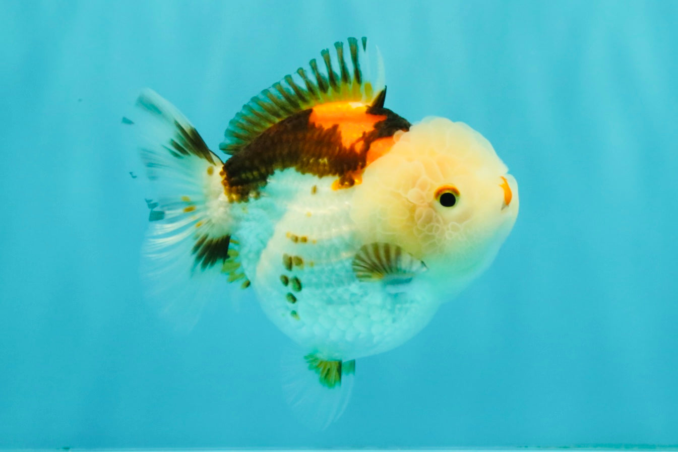 SUPER CUTE A Grade Tricolor Yuanbao Female 4.5-5 inches #082126YB_27