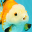 AAA Grade Red White Yuanbao Female 4-4.5 inches #080726YB_24
