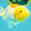 Red White Lionchu Female 4.5-5 Inches #100226LC_16
