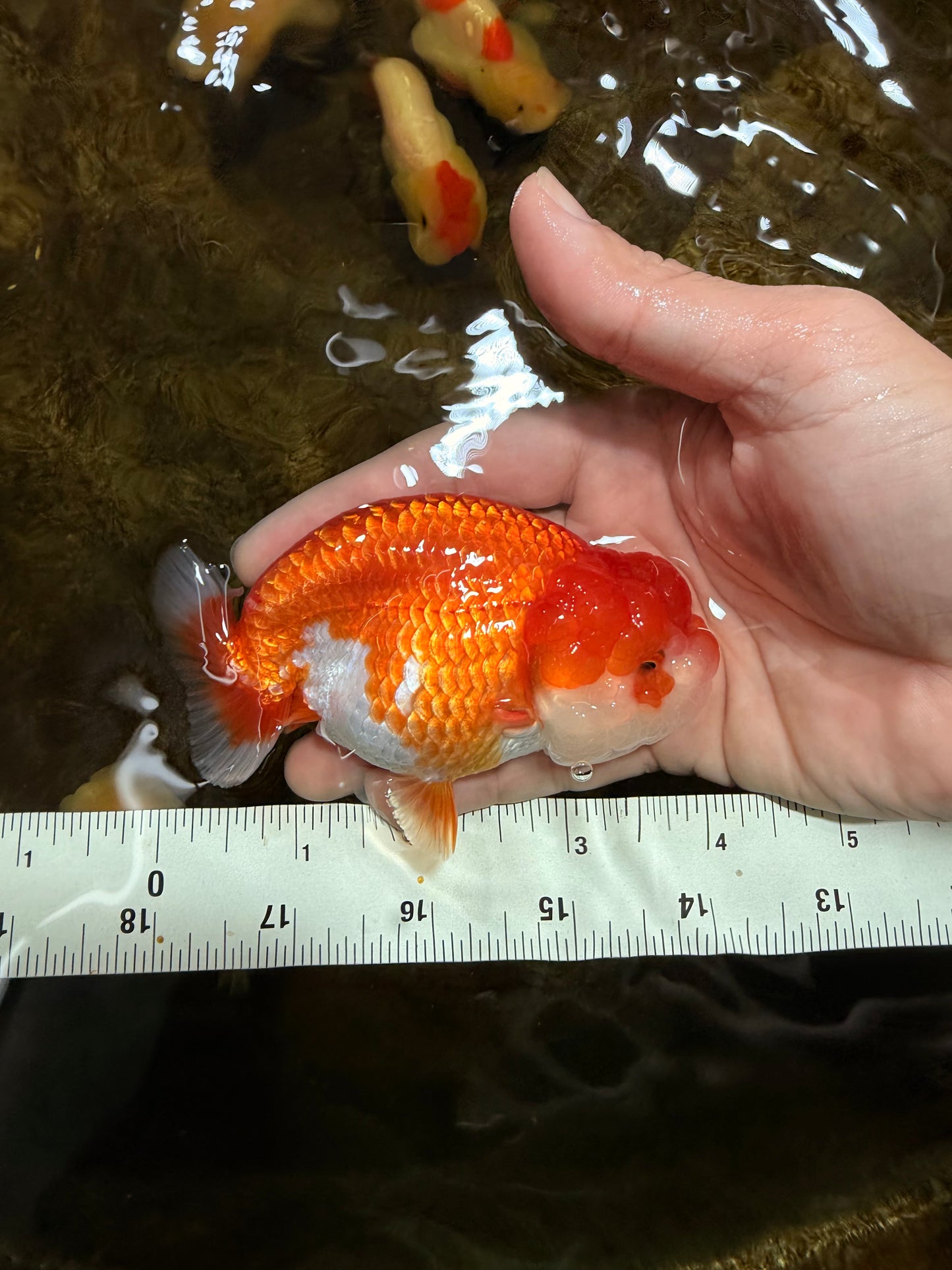 A Grade Red White LionQueen 4 inches #103125LC_18