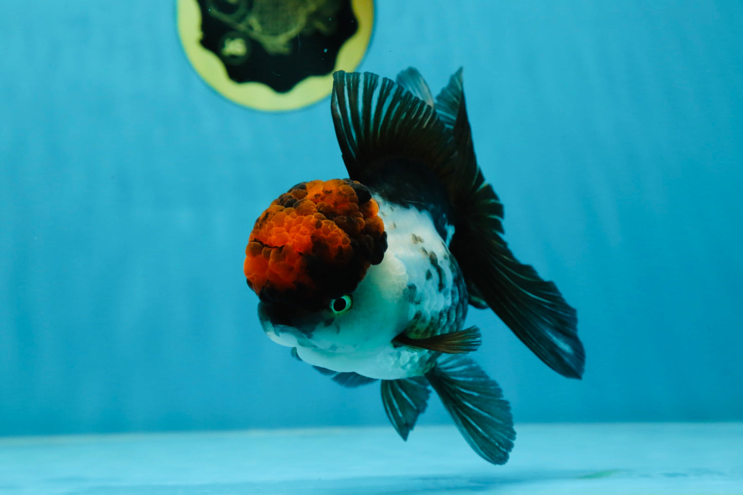 A Grade Fire Tricolor Oranda Female 5 inches #050225OR_02