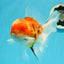 GODZILLA AAA Grade Butterfly Tail Red White Sakura Oranda Male 5.5 inches #1004OR_20