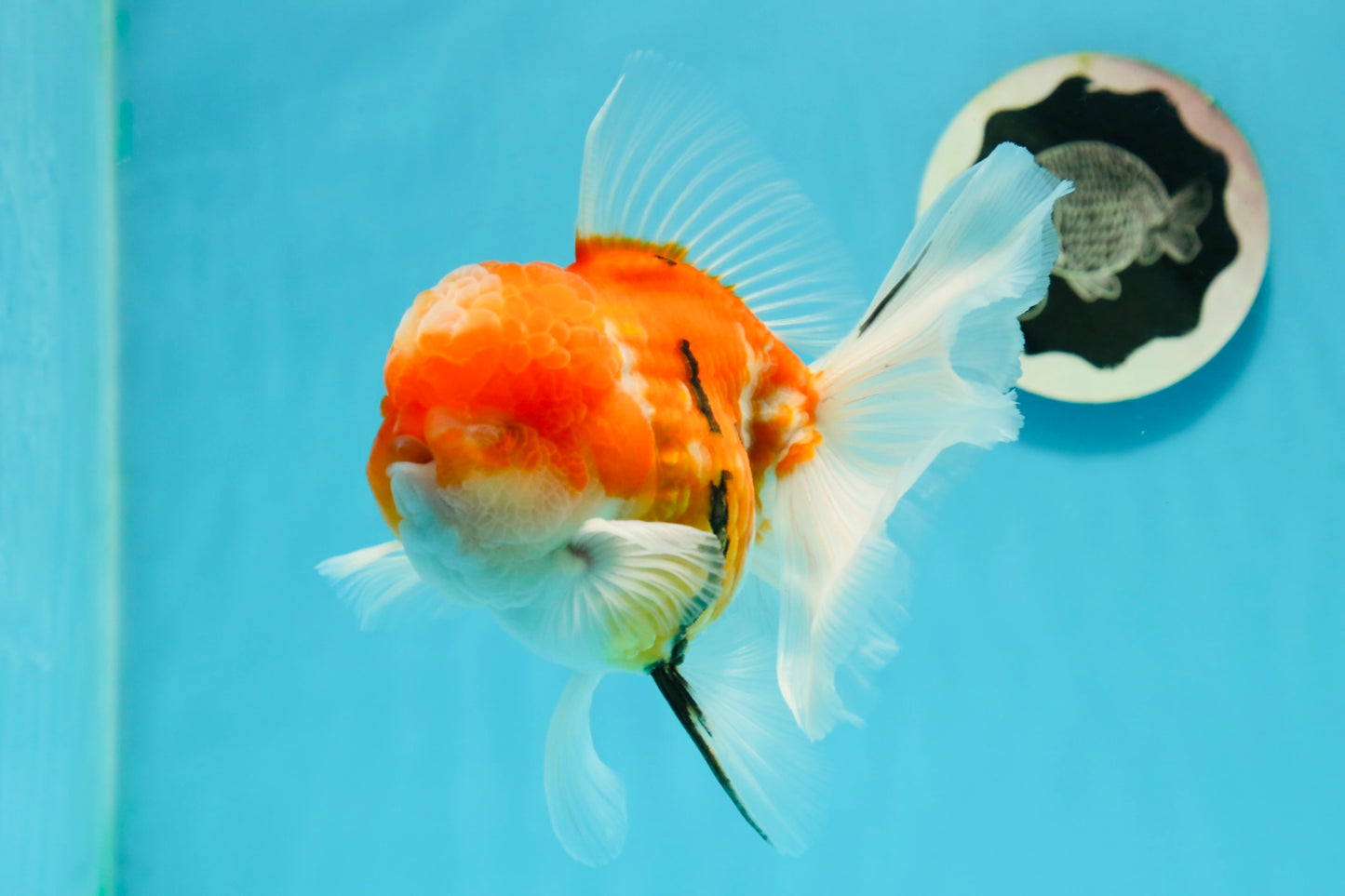 GODZILLA AAA Grade Butterfly Tail Red White Sakura Oranda Male 5.5 inches #1004OR_20