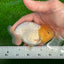 TRULY Lemonhead Lionchu Male 4 inches #1004LC_17