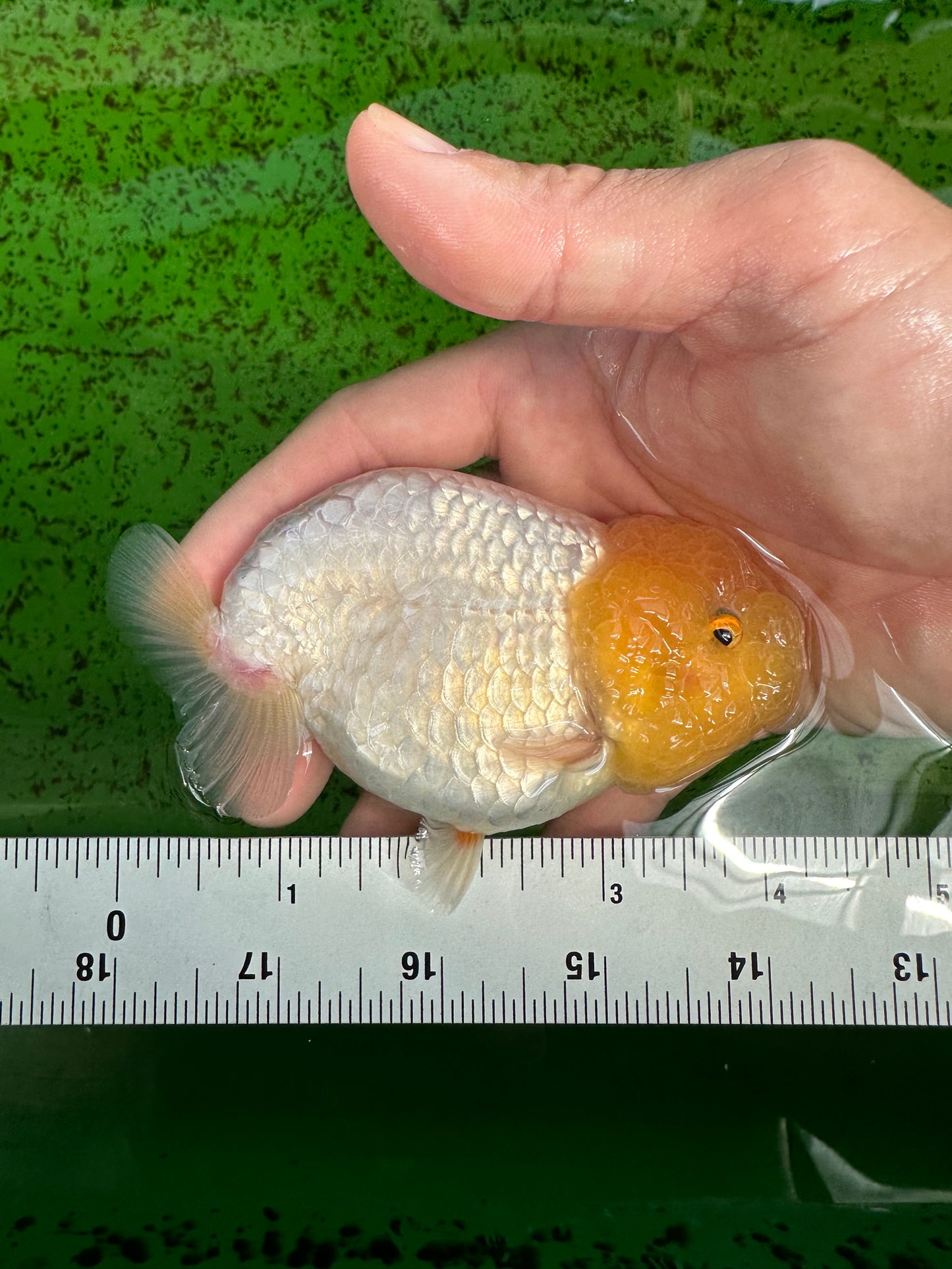 TRULY Lemonhead Lionchu Male 4 inches #1004LC_17