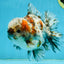 CHONKY AAA Grade Calico Kirin Oranda Male 5-5.5 inches #121225OR_03
