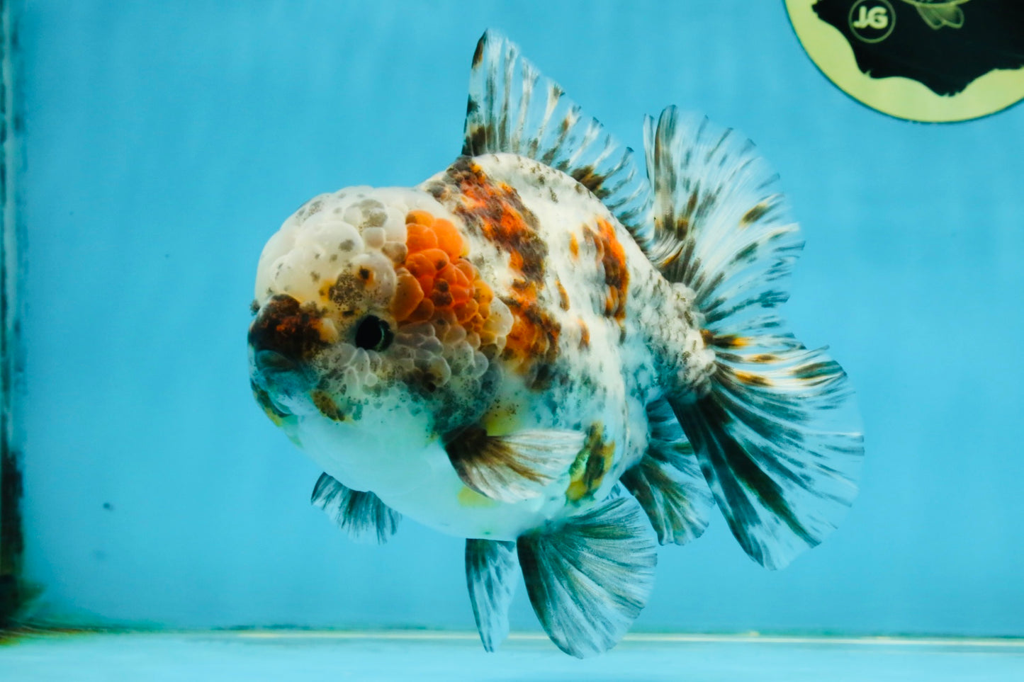 CHONKY AAA Grade Calico Kirin Oranda Male 5-5.5 inches #121225OR_03