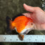 ADORABLE AAA Grade Tricolor Yuanbao Male 4.5-5 inches #080726YB_27