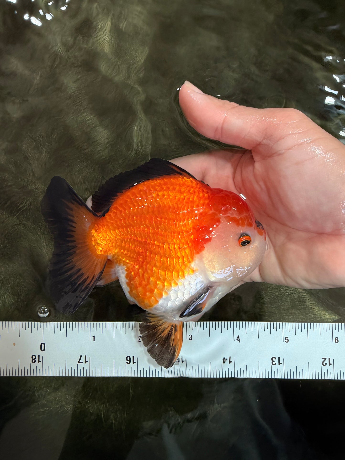 ADORABLE AAA Grade Tricolor Yuanbao Male 4.5-5 inches #080726YB_27