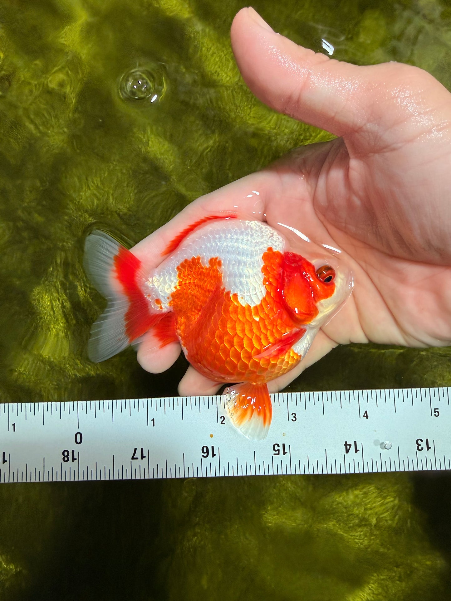 A Grade Red White Ryukin Female 4 inches #022026RK_11