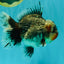 AAA Grade Calico Kirin Oranda Female 6.5 inches #100226OR_33