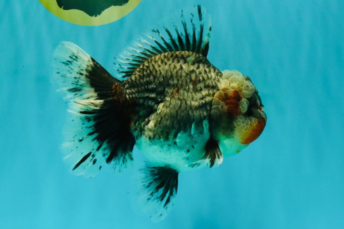AAA Grade Calico Kirin Oranda Female 6.5 inches #100226OR_33