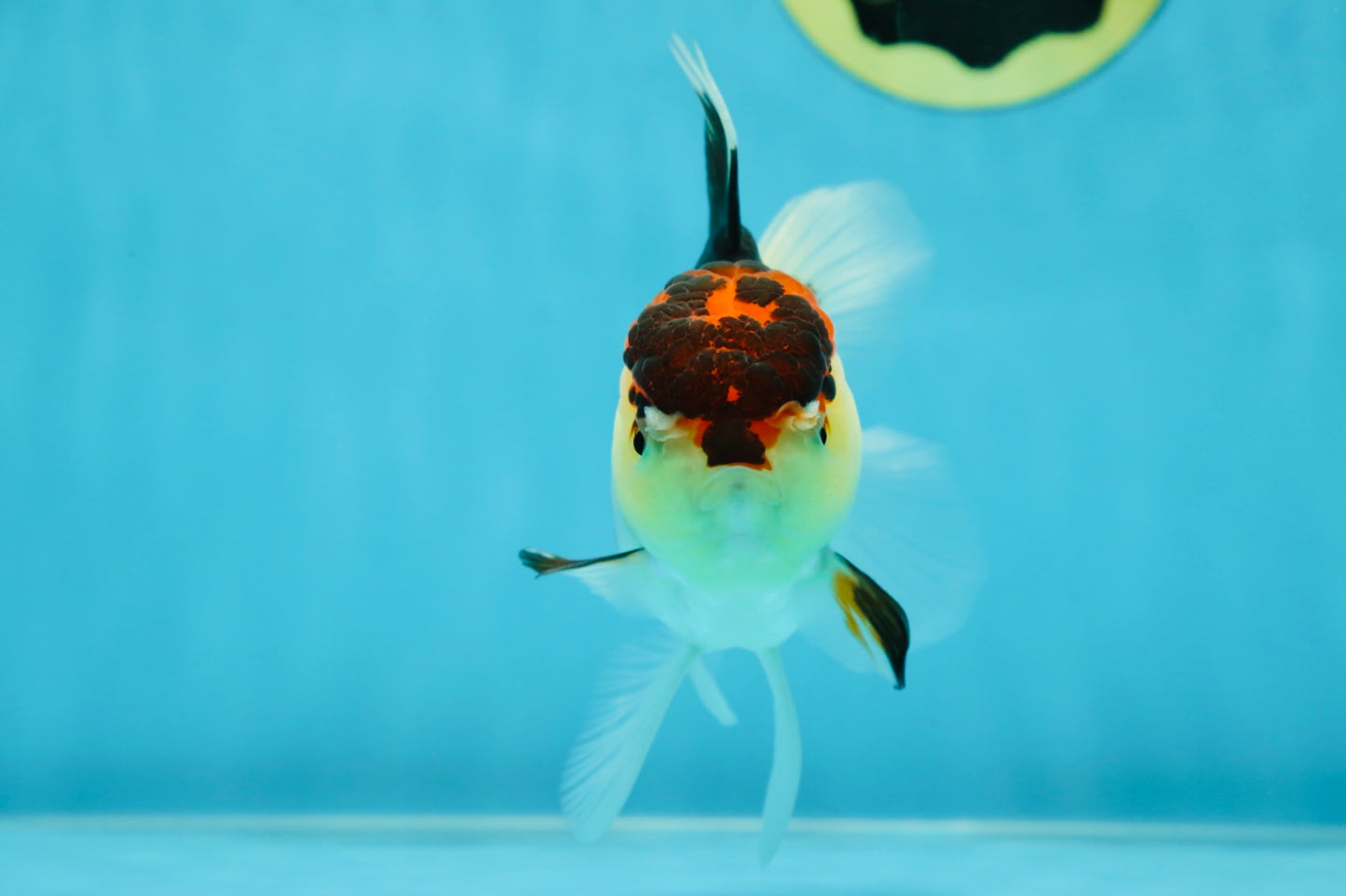 🌋 A Grade Tricolor Oranda Female 4.5 inches #041825OR_15