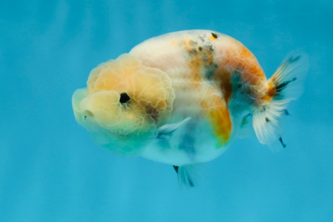 A Grade Calico LionQueen 3.5 inches #051625LC_04