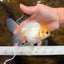 White Oranda Female 5.5 inches #111425OR_14