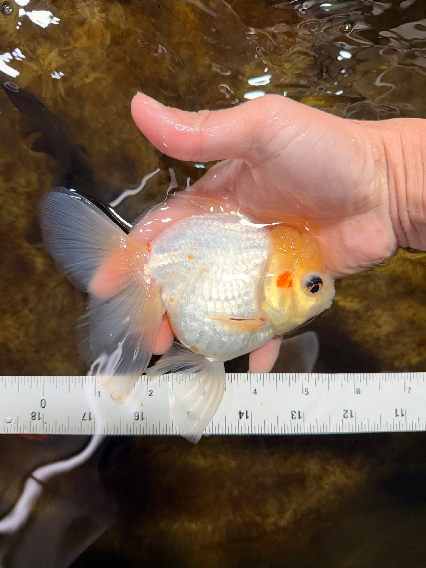 White Oranda Female 5.5 inches #111425OR_14