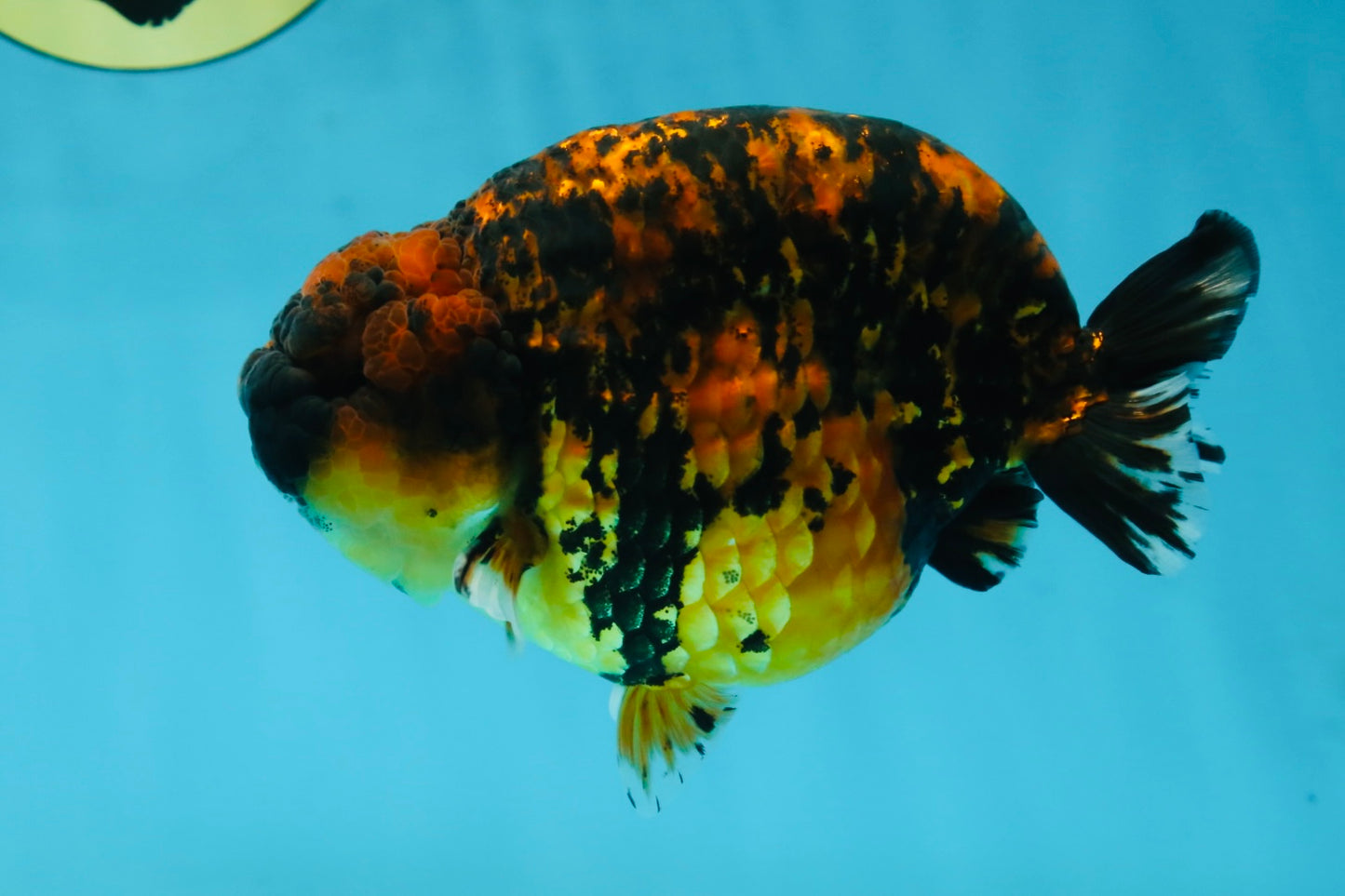 AAA Grade Tiger LionKing 5 inches #052325LC_18