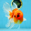 A Grade Sakura Oranda Male 6-6.5 inches #121925OR_11