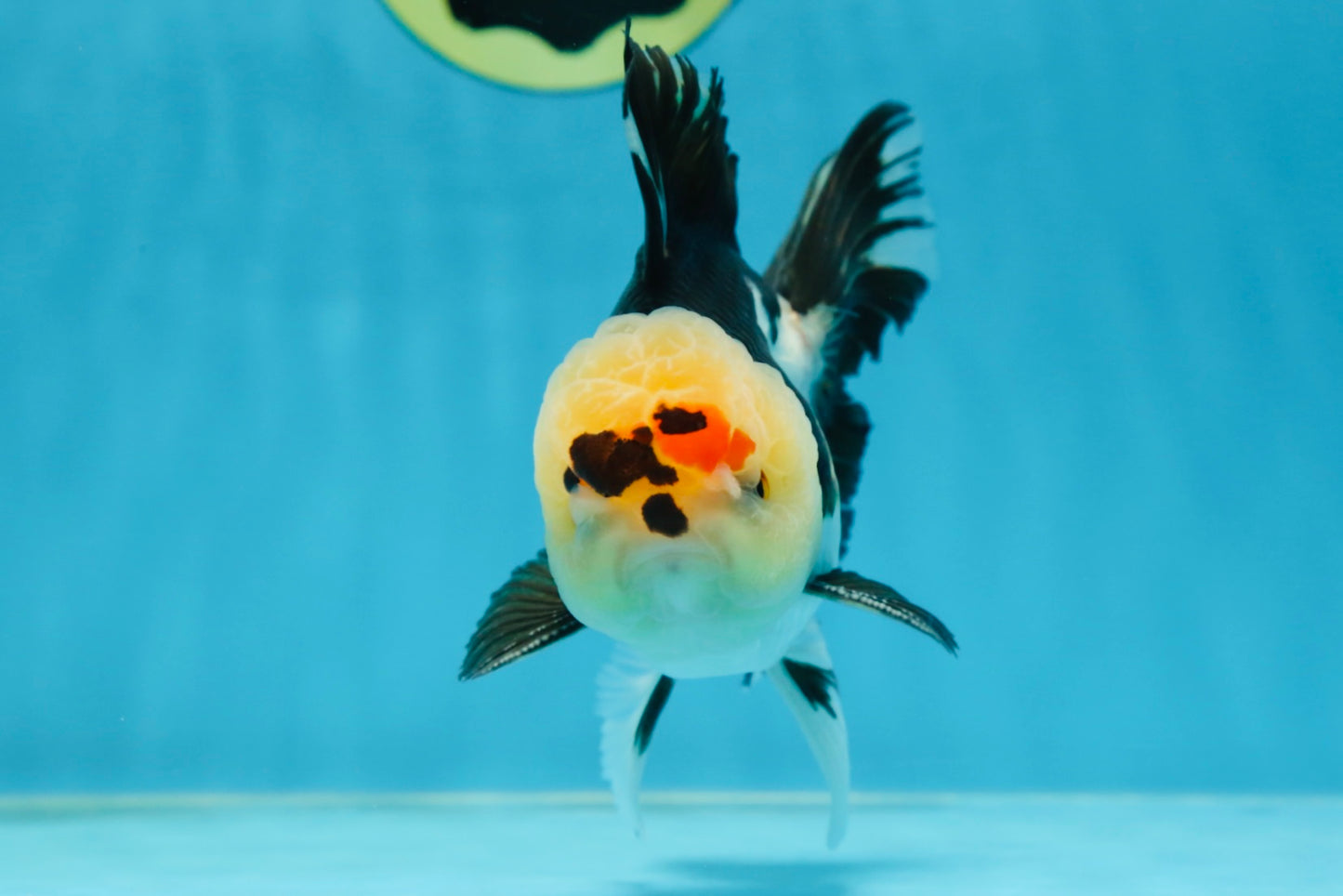 AAA Grade PUPPY Tricolor Oranda Male 5.5 inches #080125OR_24