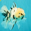 AAA Grade White Tiger Oranda Male 5.5 inches #062626OR_35