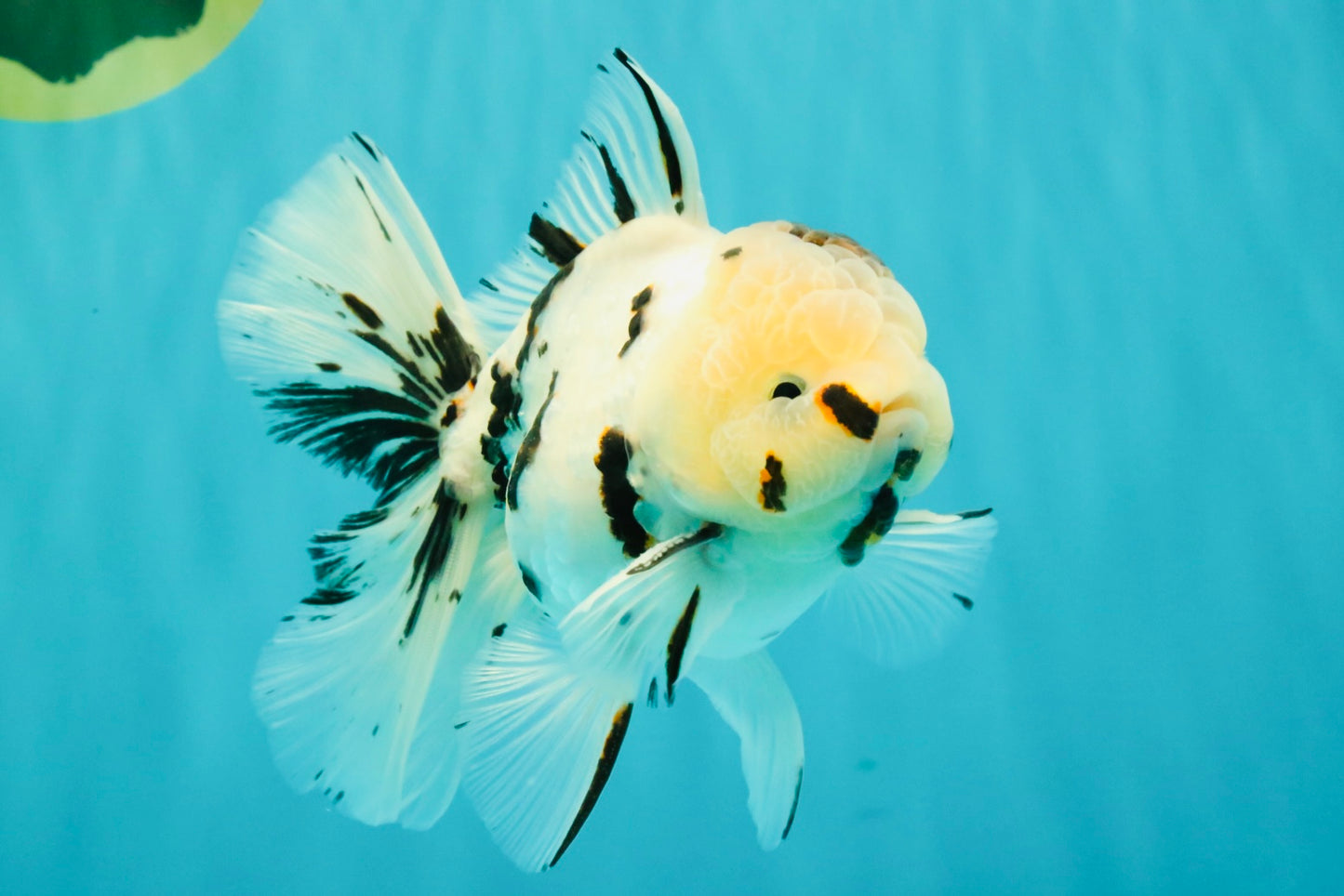 AAA Grade White Tiger Oranda Male 5.5 inches #062626OR_35