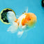 A Grade Sakura Oranda Male 4.5-5 inches #053025OR_28