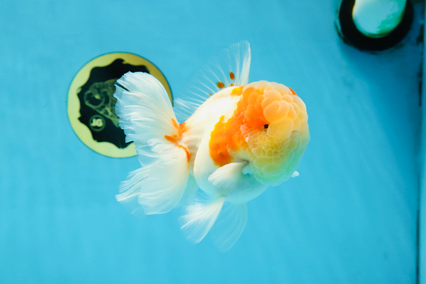 A Grade Sakura Oranda Male 4.5-5 inches #053025OR_28