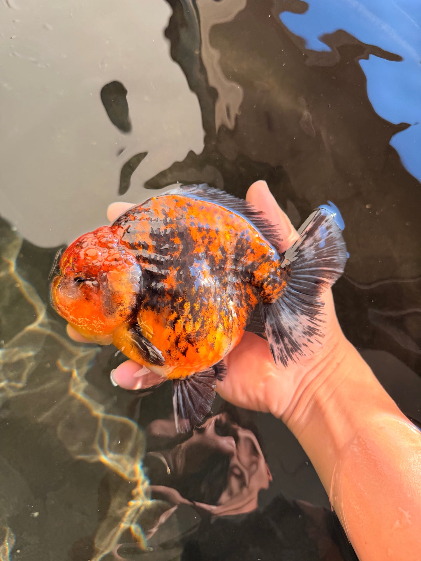 AAA Grade Super Godzilla Calico Yuanbao Female 6.5 inches #061926YB_06