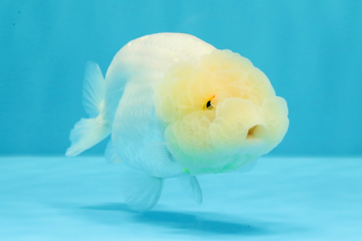 A Grade Dragon Head White LionQueen 4-4.5 inches #022726LC_23