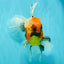 A Grade Calico Oranda Male 6.5-7 inches #082126OR_14