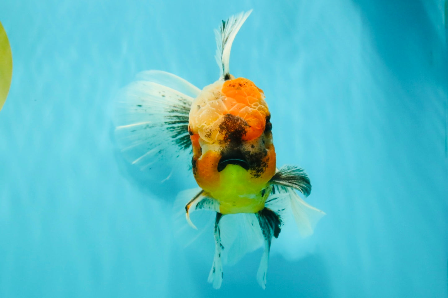 A Grade Calico Oranda Male 6.5-7 inches #082126OR_14