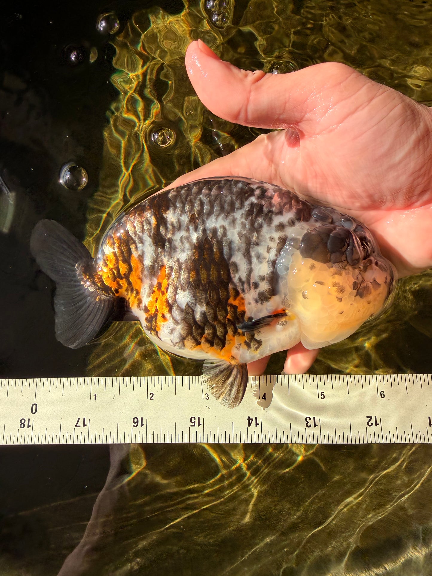 SPECIAL Pepper Calico Chinese Ranchu Female 6-6.5 inches #032026RC_30