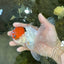A Grade Tricolor Oranda Male 5.5 inches #062725OR_18