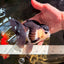 UNIQUE Panda Oranda Female 5-5.5 inches #041726OR_09