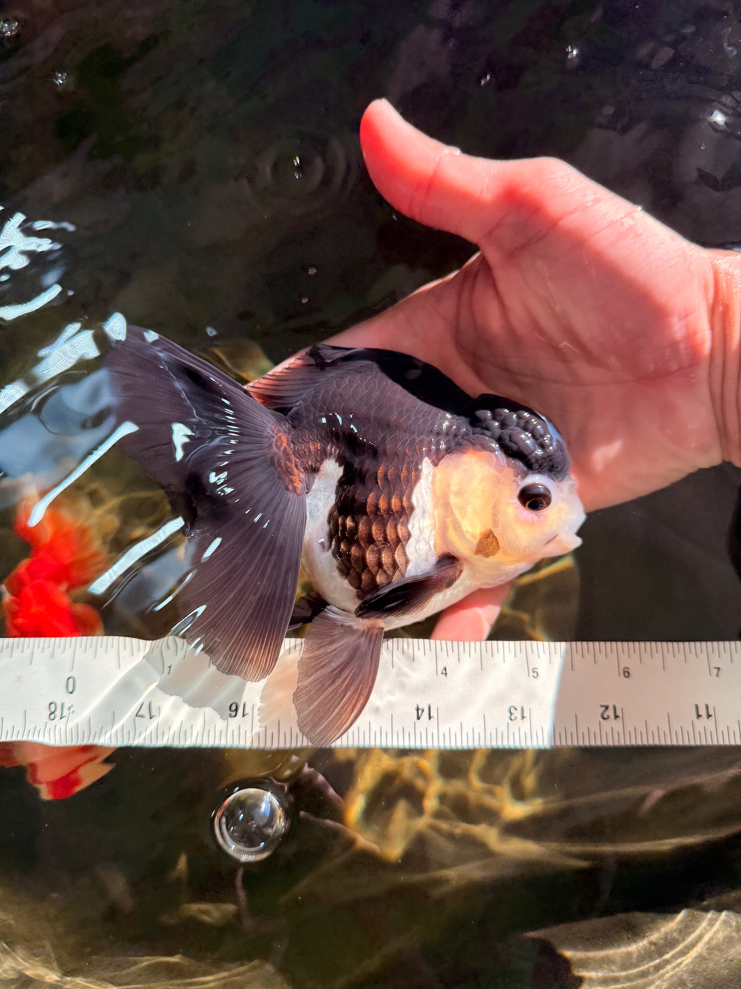 UNIQUE Panda Oranda Female 5-5.5 inches #041726OR_09