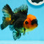 A Grade Black Red Oranda Female 5 inches #0920OR_32