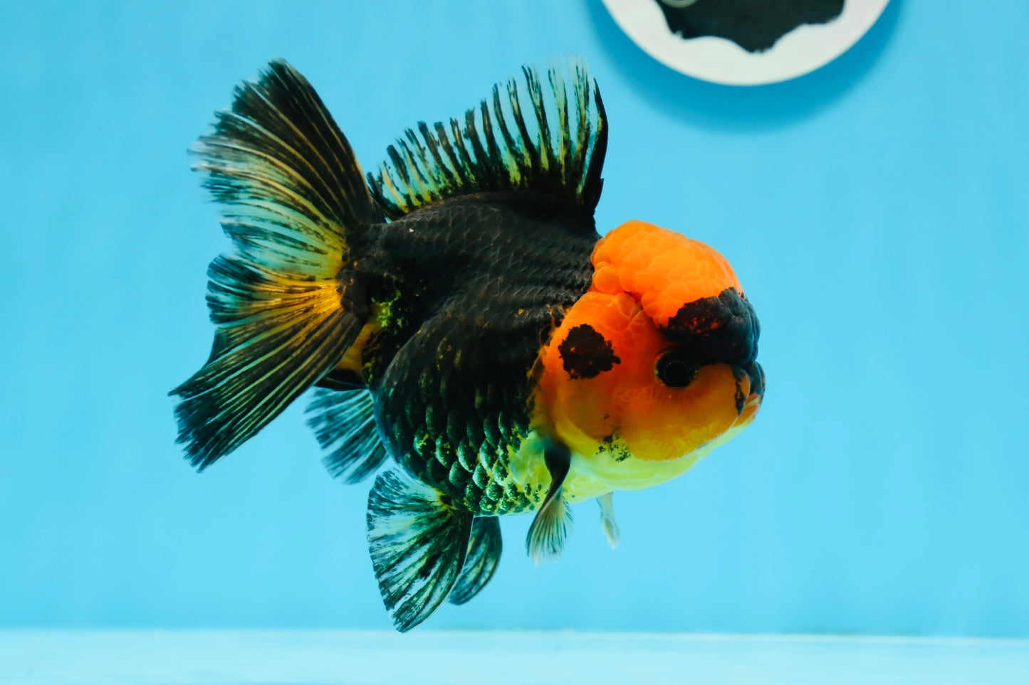 A Grade Black Red Oranda Female 5 inches #0920OR_32