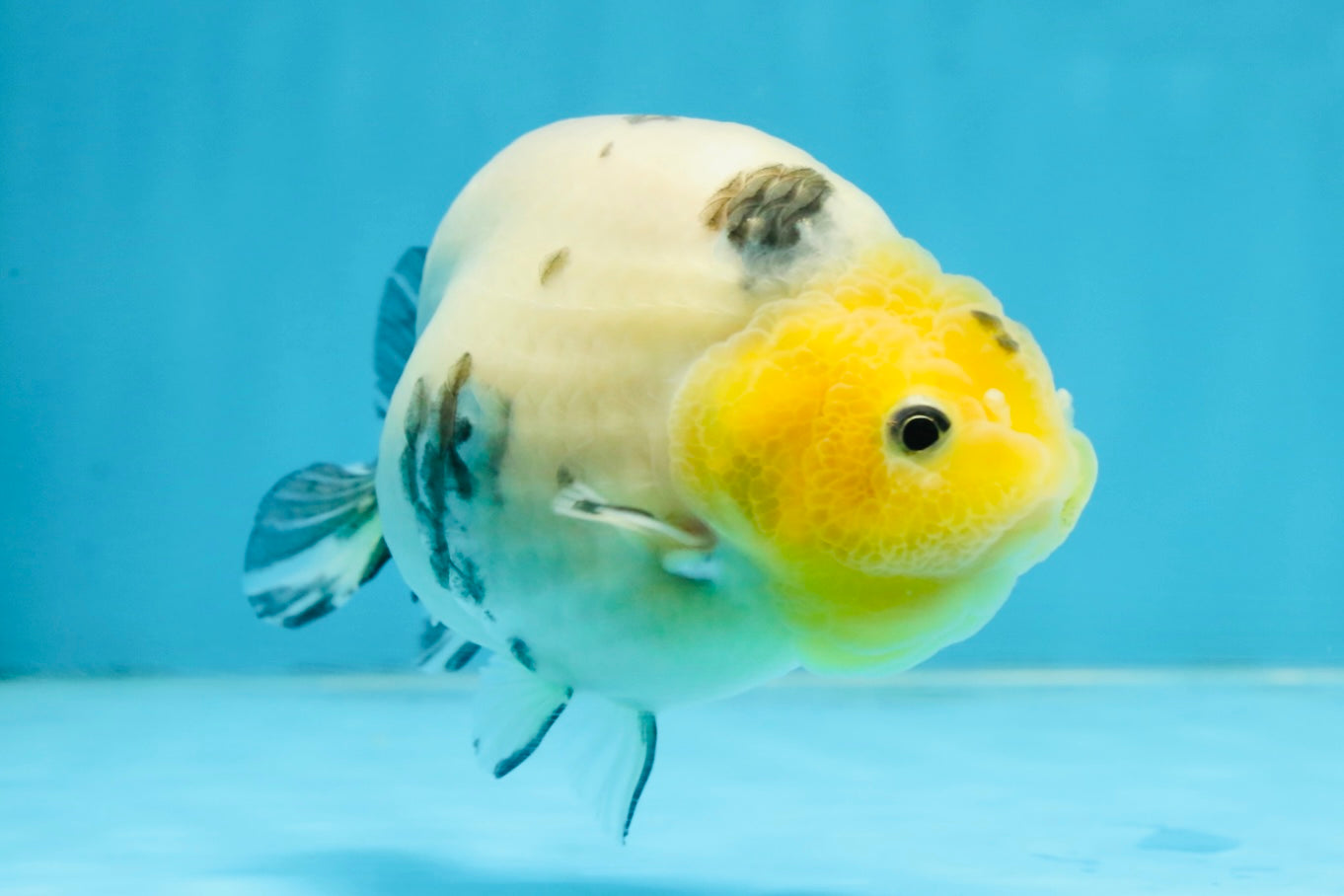 UNIQUE A Grade Chinese Cow Ranchu Female 4.5 inches #102425RC_04