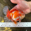 SHOW GRADE Won Runner 2nd Red White Oranda Male 5.5 inches Trophy Included #062025OR_01